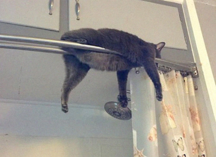 Cat Sleeping on a Shower Curtain Rod