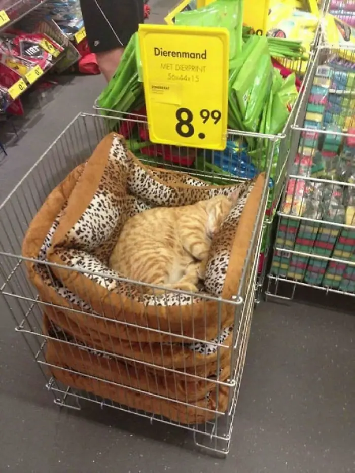 Cat Sleeping on a Stack of Pillows with Leopard Print