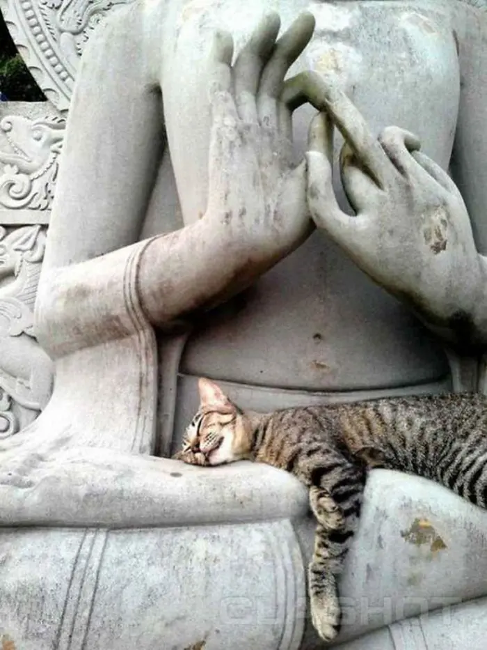 Cat Sleeping on a Statue