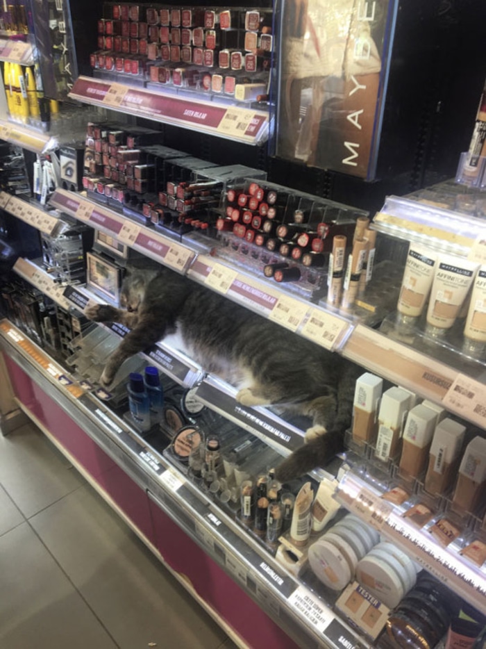 Cat Sleeping on a Store's Makeup Section