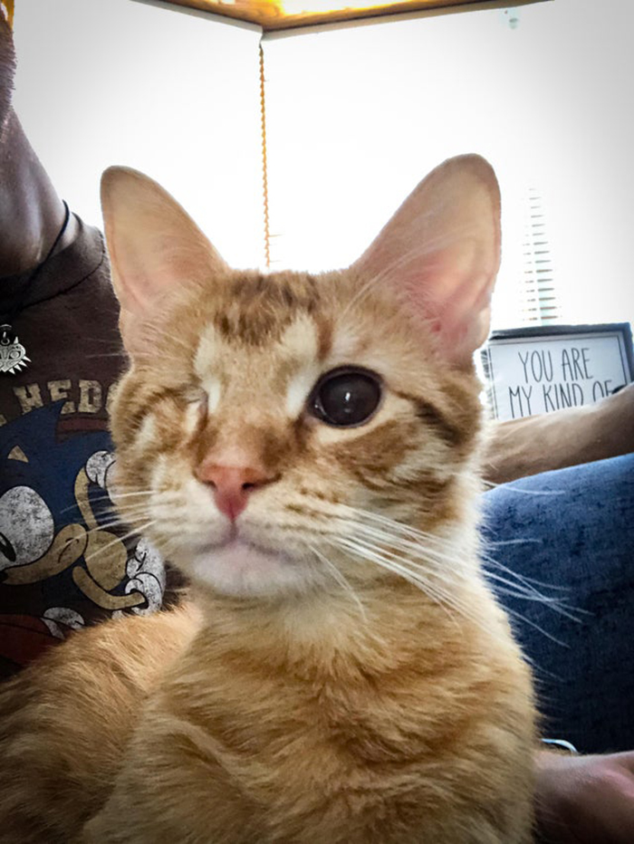 Cat with One Eye Pet Adoption Photo