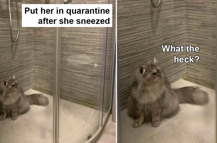Cats In Quarantine