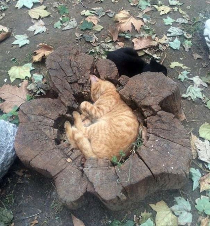 Cats Sleeping Inside a Log