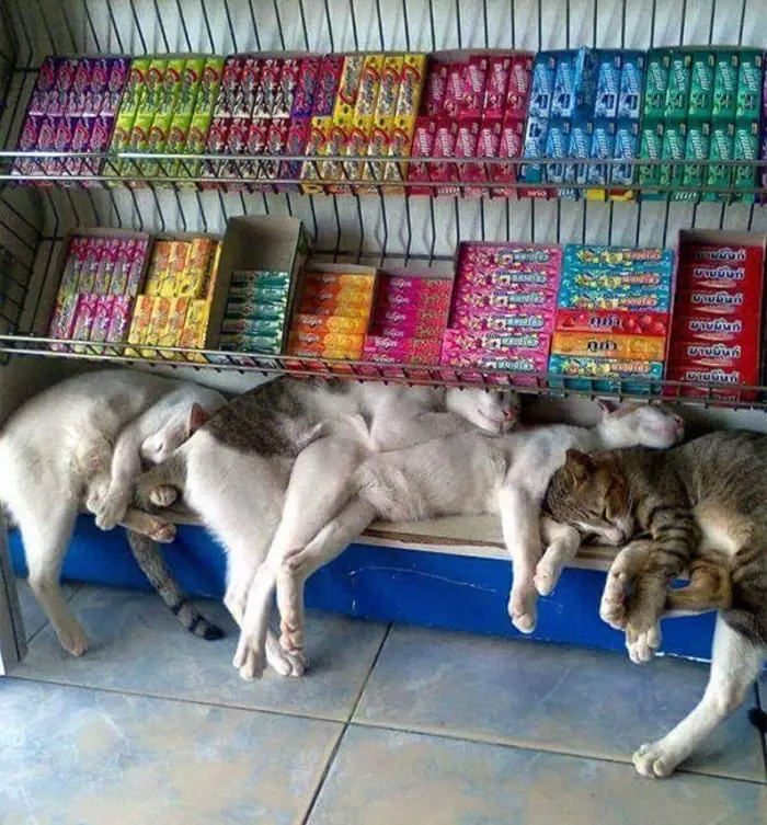 Cats Sleeping on a Store's Candy Section