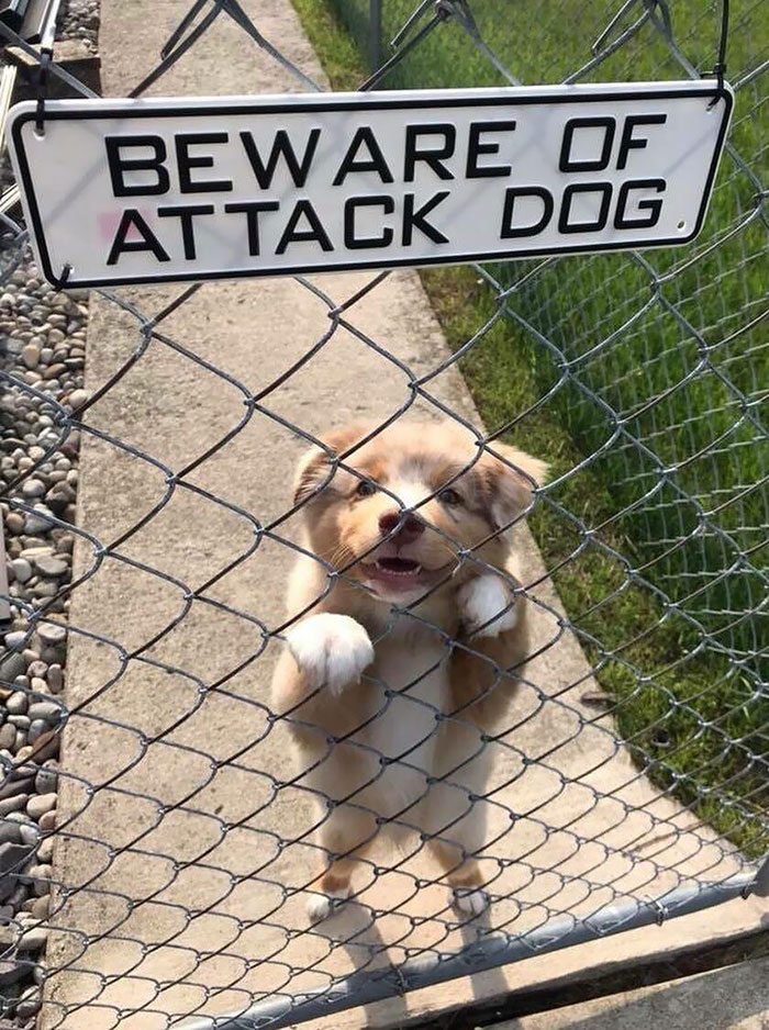 Cute Dog Behind Gate with Beware of Attack Dog Sign