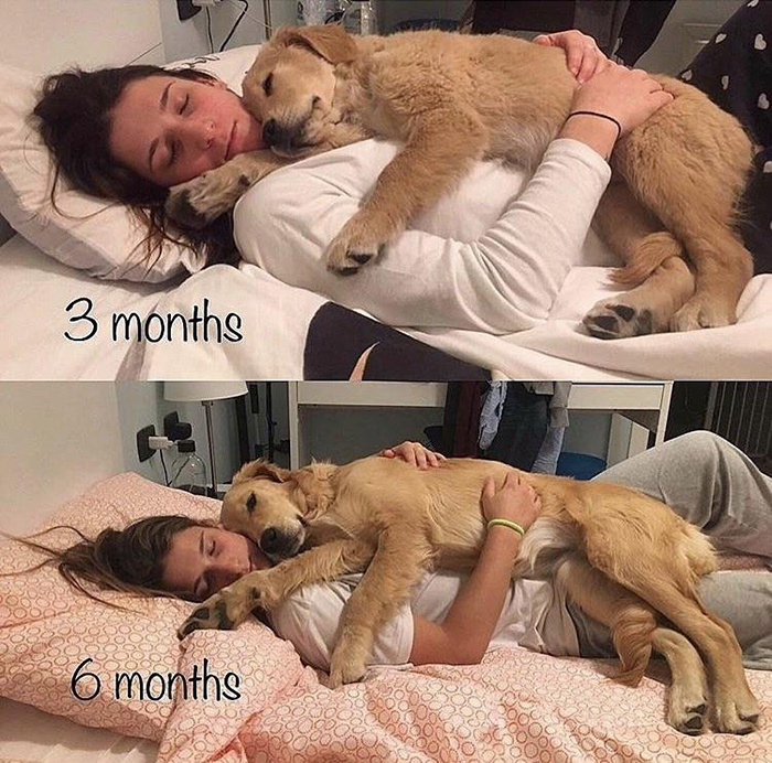 Dog Growing Up Comparison 3 Months vs 6 Months