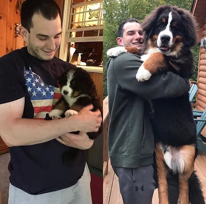Dog Growing Up Comparison 6 Weeks vs 6 Months