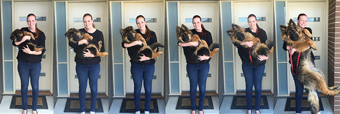 Dog Growing Up Comparison 8 Weeks to 8 Months