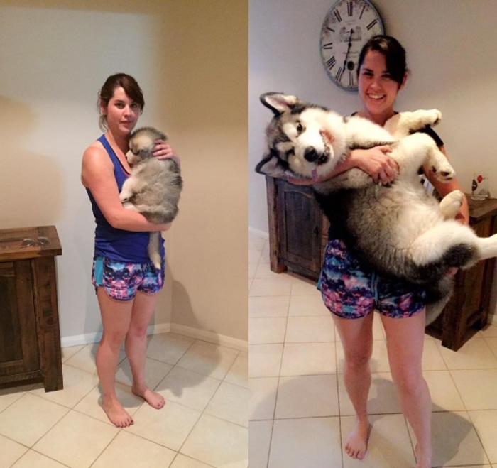 Dog Growing Up Comparison Before and After 12 Weeks