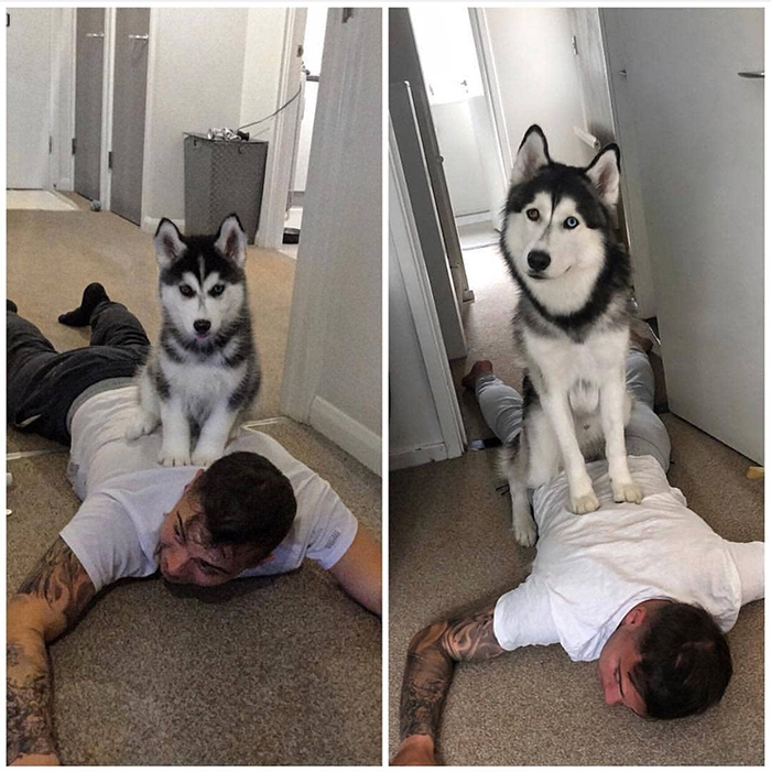 Dog Growing Up Then and Now Comparison Husky