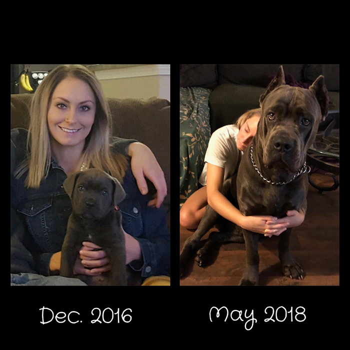 Dog Growth Comparison 2016 vs 2018