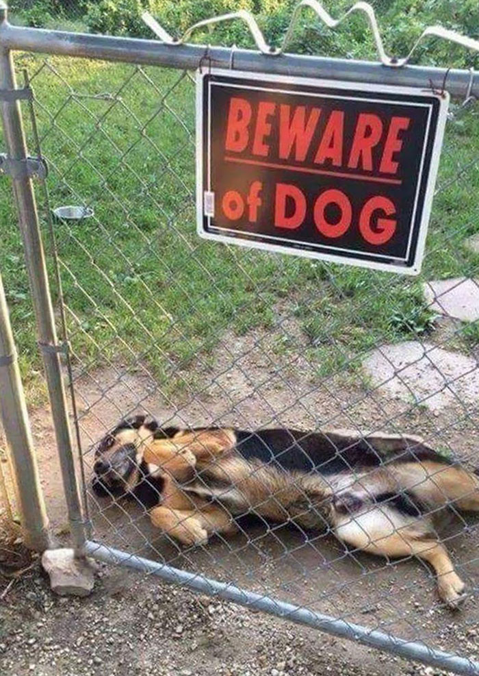 Dog Lying on Ground Behind Gate with Beware of the Dog Sign