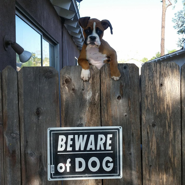Dog Peeking Over Fence with Beware of the Dog Sign