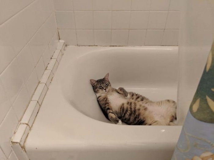 Feline Sleeping on a Bathtub