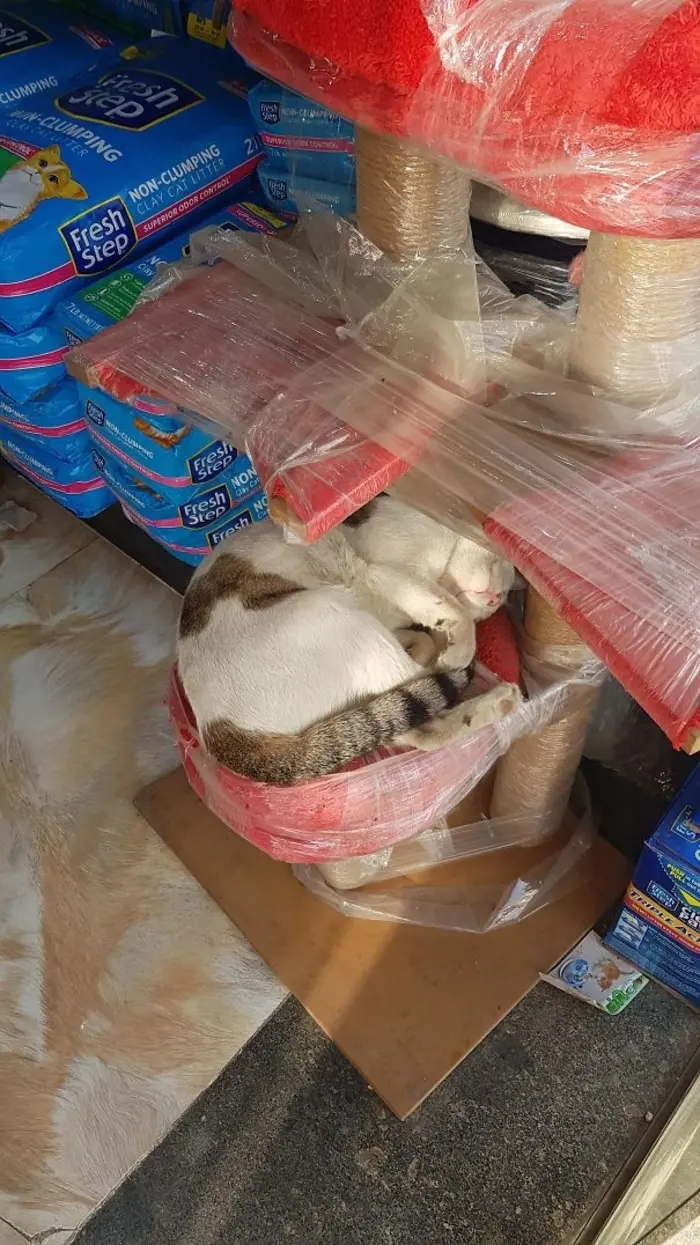 Feline Sleeping on a Brand new Scratching Post