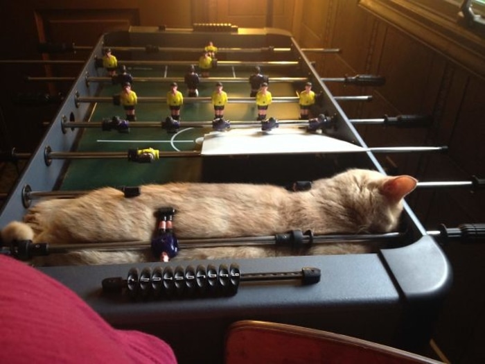 Feline Sleeping on a Foosball Table