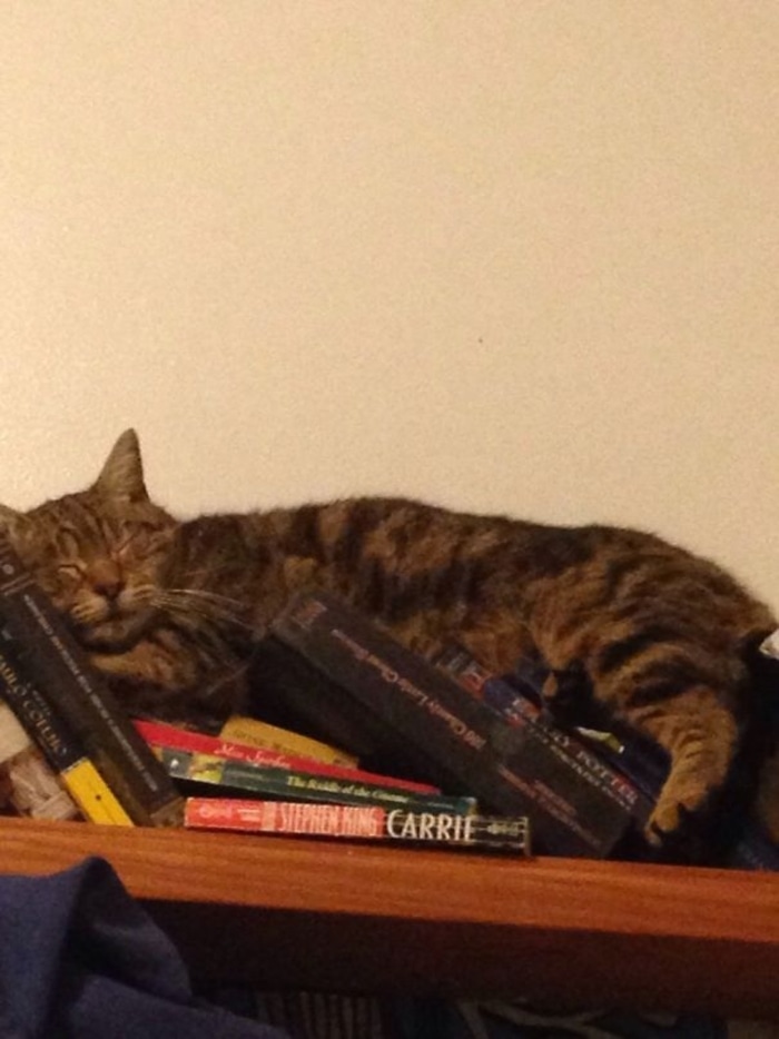 Feline Sleeping on a Pile of Books