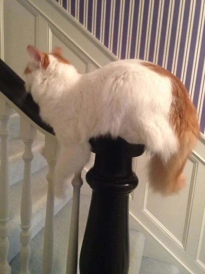 Feline Sleeping on a Stair's Handrail
