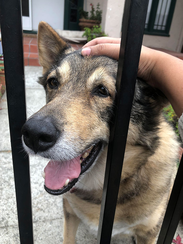 Hand Petting Canine Behind Gate