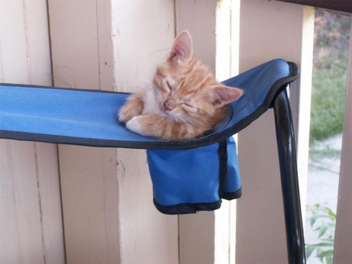 Kitten Sleeping Inside a Cupholder