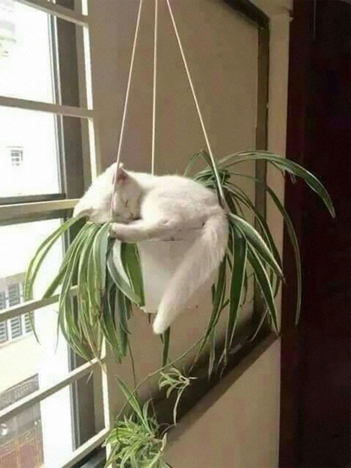 Kitten Sleeping Inside a Plant Pot