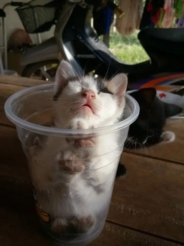 Kitten Sleeping Inside a Plastic Cup