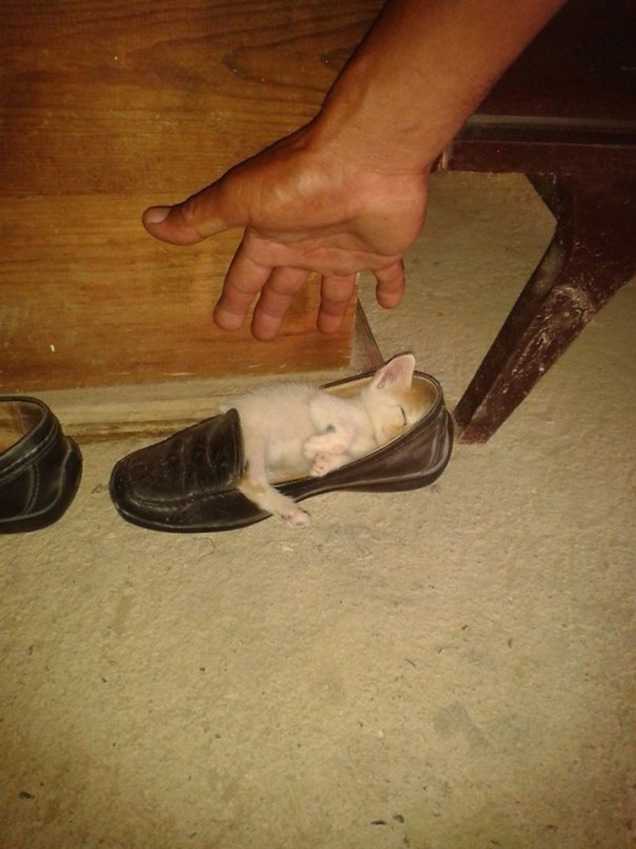 Kitten Sleeping Inside a Shoe