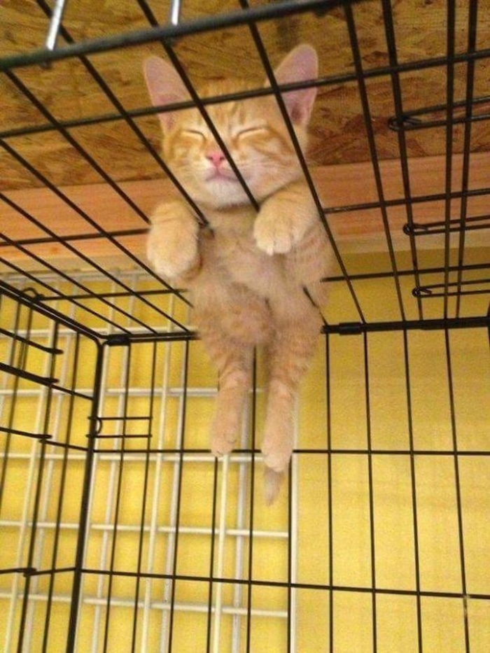 Kitten Sleeping On Top of a Cage