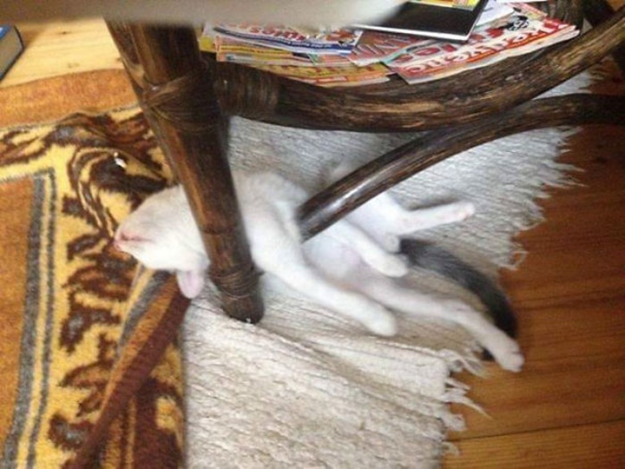 Kitten Sleeping a Table's Legs