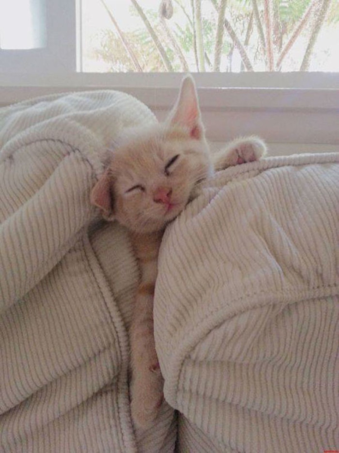 Kitten Sleeping on Couch
