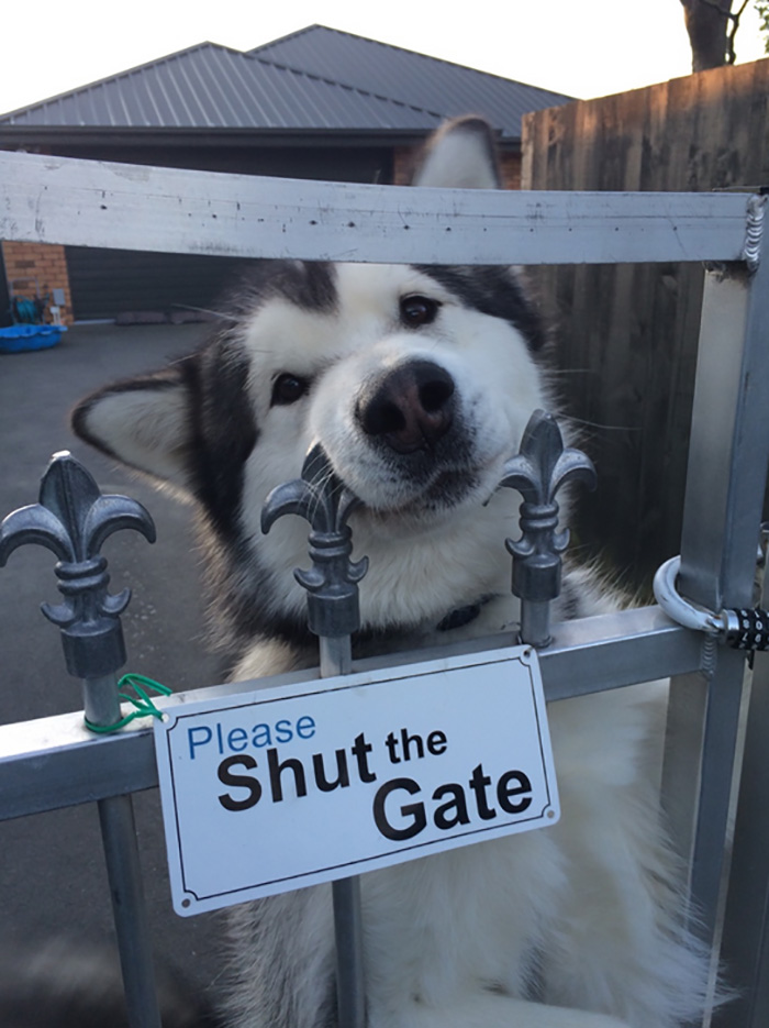 Pooch Peeking Over Gate with Please Shut the Gate Sign