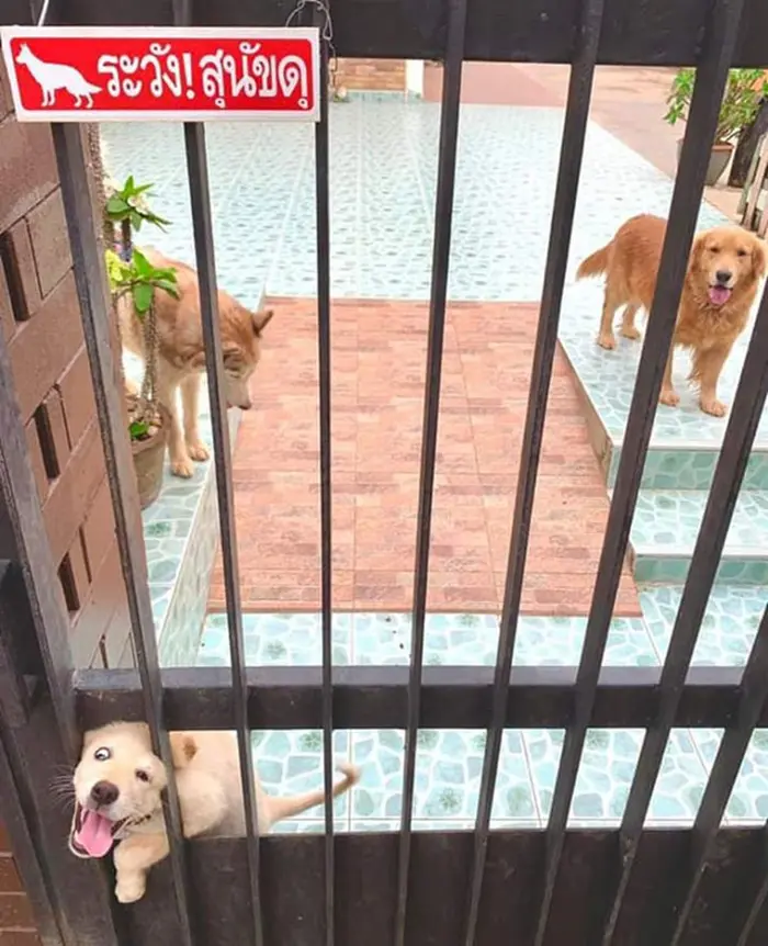 Pooch Peeking through Gate Grills