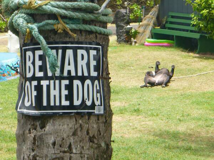 Pooch Warning Sign on a Tree