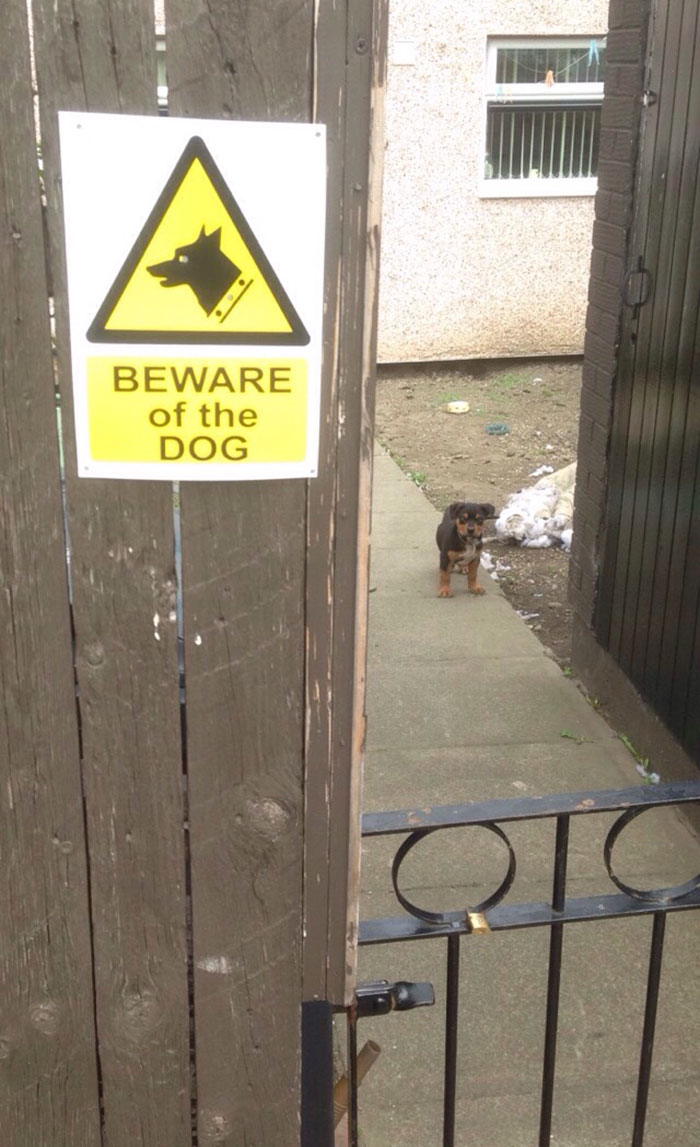 Puppy Behind Gate with Beware of the Dog Sign