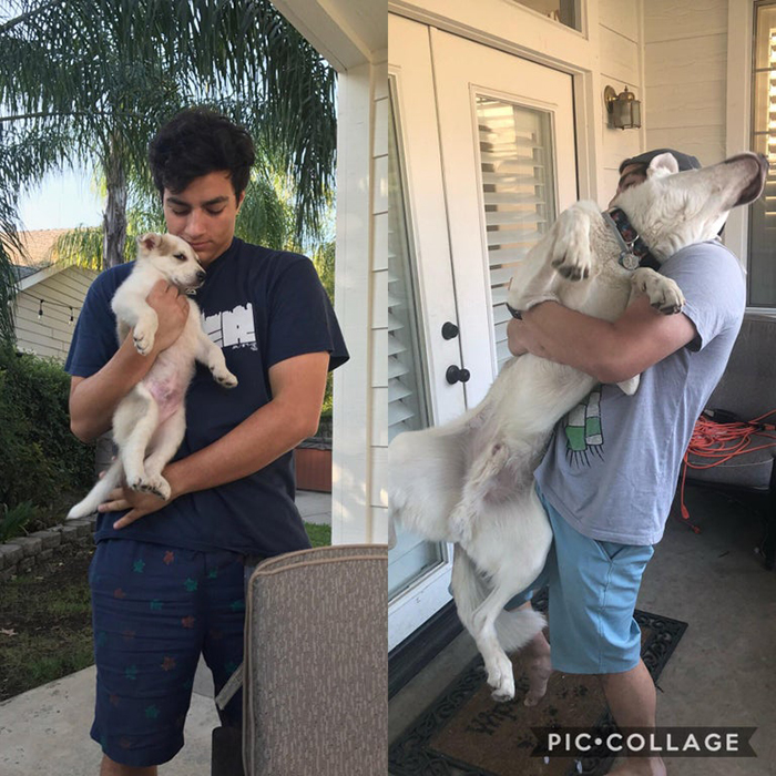 Puppy Growth Comparison 1 Month vs 1 Year
