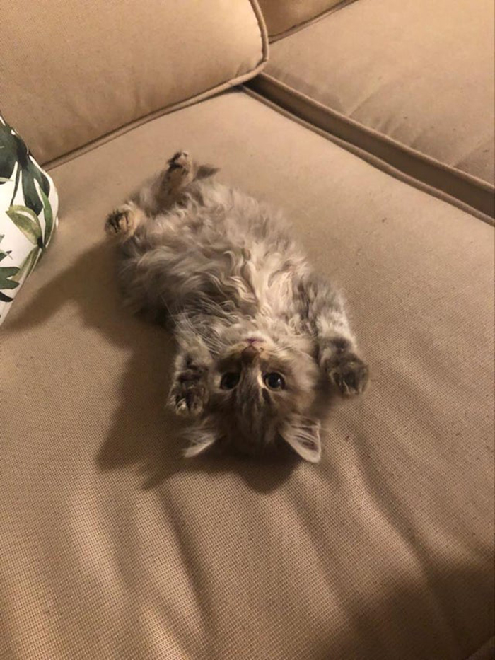 Rescue Kitten Lying on Couch