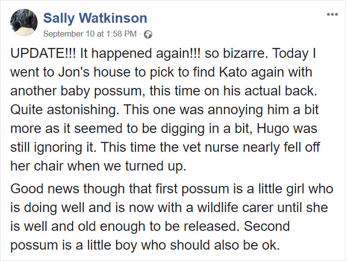 Sally Watkinson Facebook Post Baby Possum