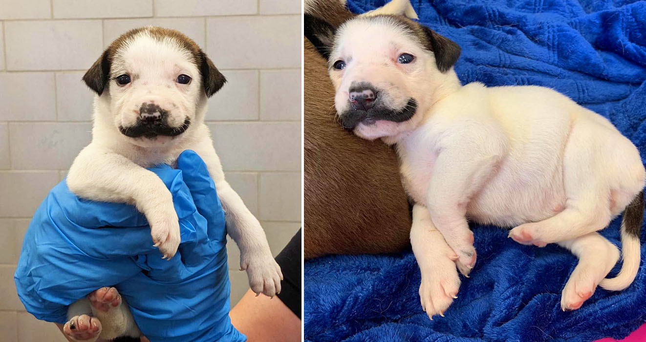 super duper cute puppies