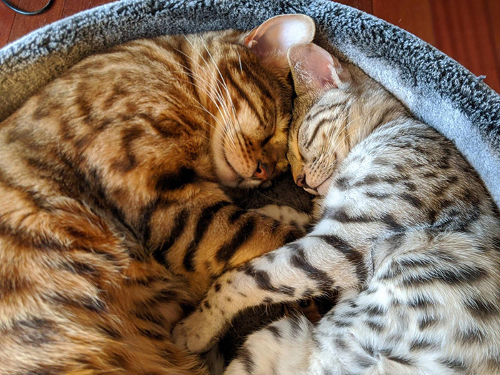 Two Cats Sleeping Next to Each Other Pet Adoption Photo