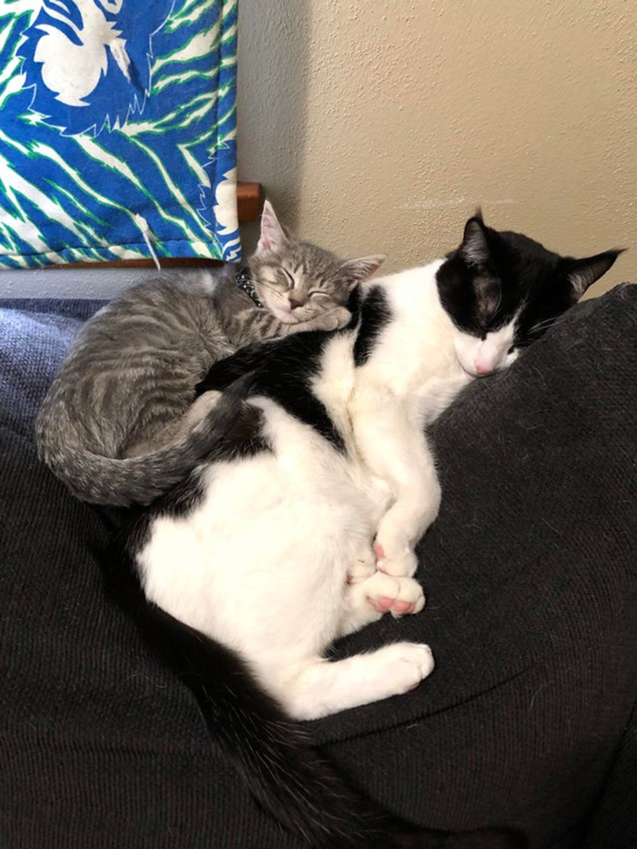 Two Cats Sleeping Next to Each Other on Couch Pet Adoption Photo