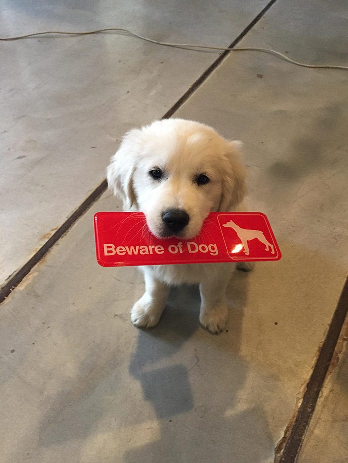 White Puppy Carrying a Warning Sign in Its Mouth