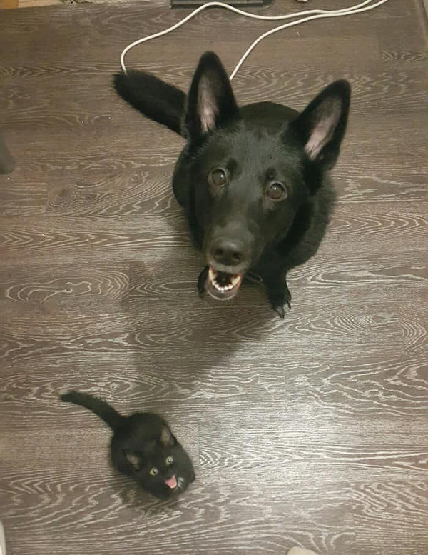 a black cat and black dog smiling up at the camera