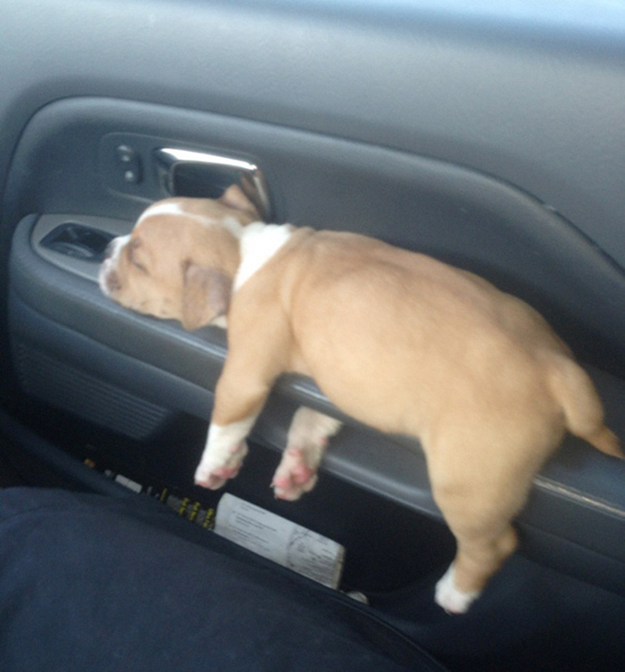 adorable puppies car door handle bed