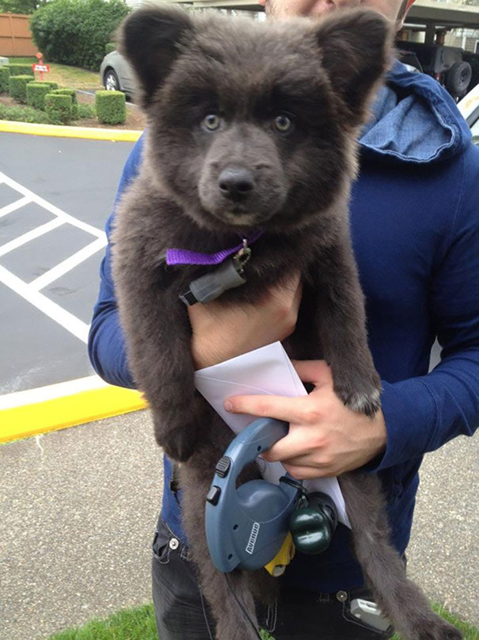 adorable puppies look like real bear