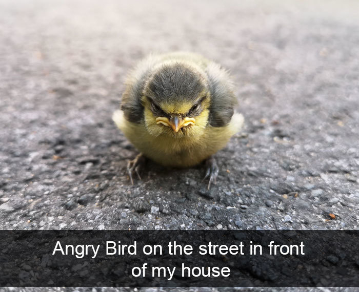 angry bird on the street