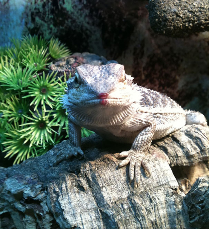 animals eating berries bearded dragon