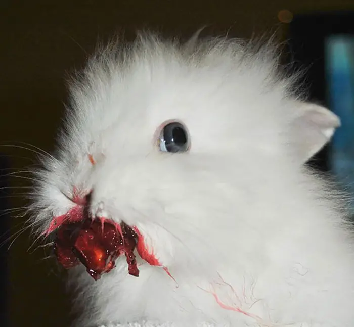 animals eating berries look terrifying