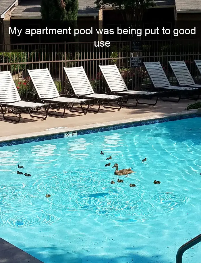 apartment pool full of ducks