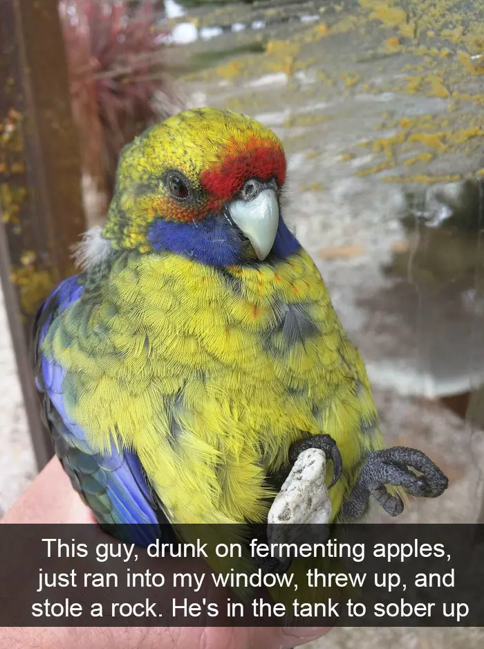 birdie drunk on fermenting apples