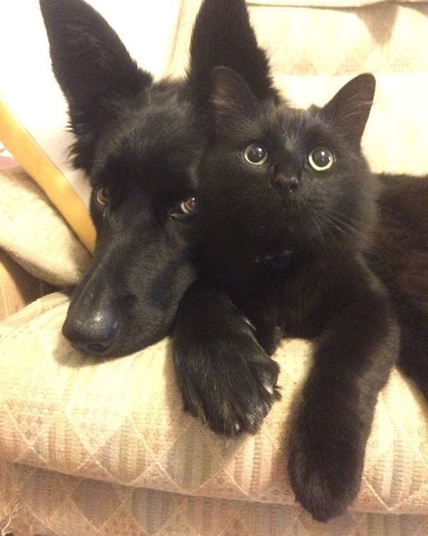 black cat and dog as buddies